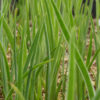Northern Blueflag Iris (Iris versicolor) Six-pack - Image 3