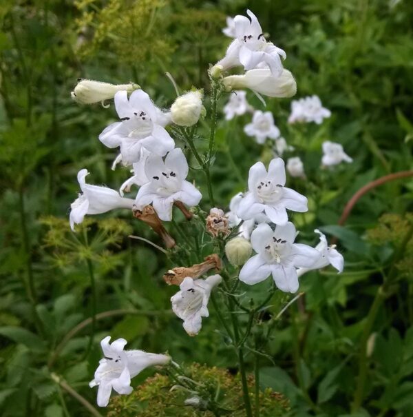 Smooth Penstemon white flowers