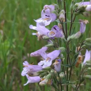 Slender penstemon flowers