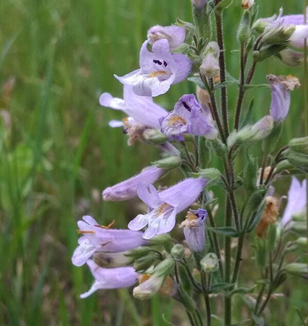 Slender penstemon flowers