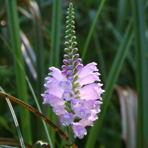 Purplish Obedient Plant blooms stretch upward