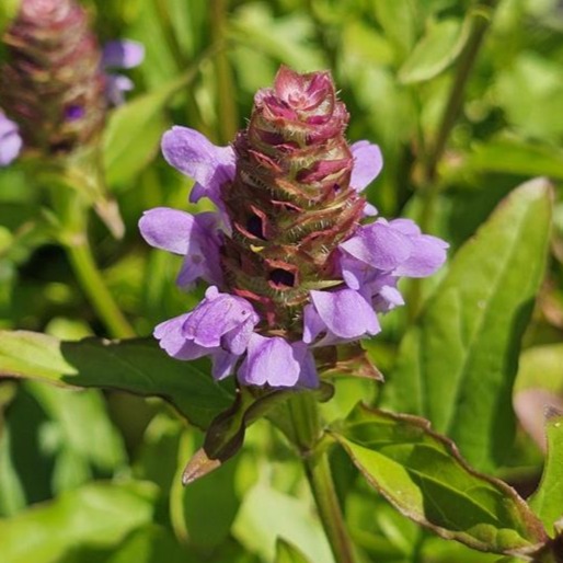Self-heal (Prunella vulgaris) Six-pack