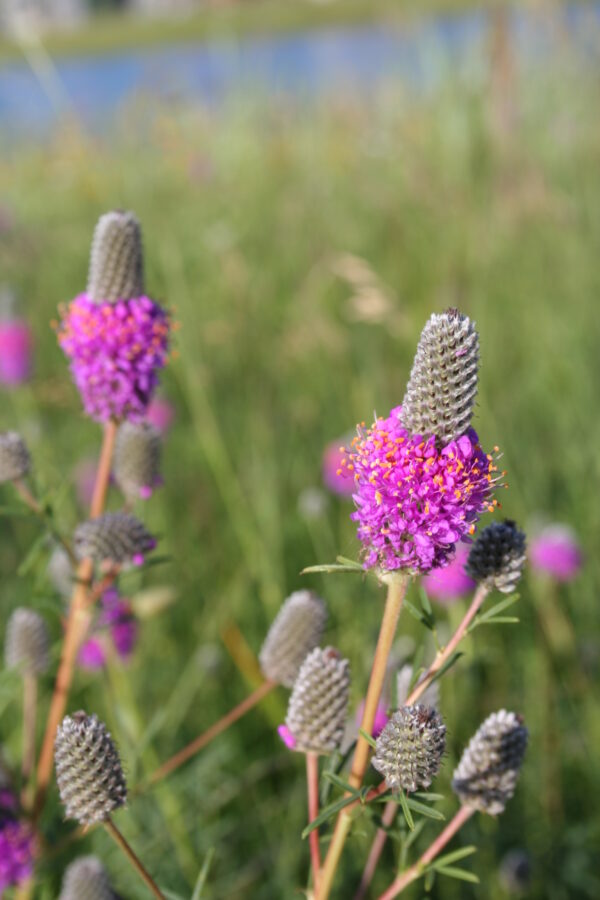 Purple Prairie Clover (Dalea purpureum) Six-pack - Image 2