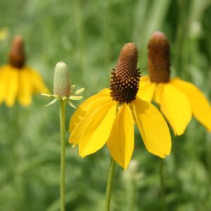 Long-headed coneflower in full bloom