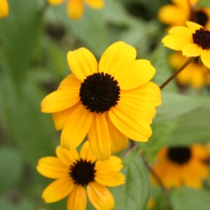 Yellow brown eyed susan blooms