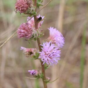 Rough Blazing Star (Liatris aspera) Six-pack
