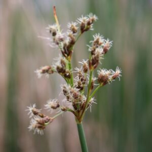 Softstem bulrush seed head