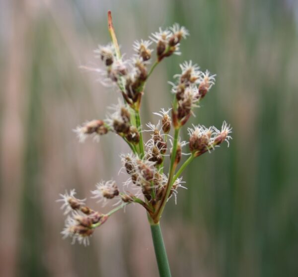 Softstem bulrush seed head