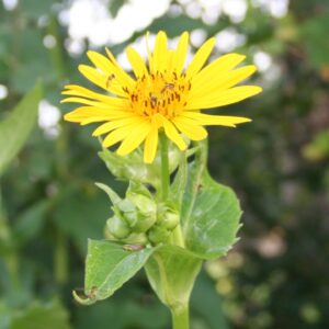 Cup Plant in full bloom