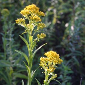 Riddell's goldenrod flowers