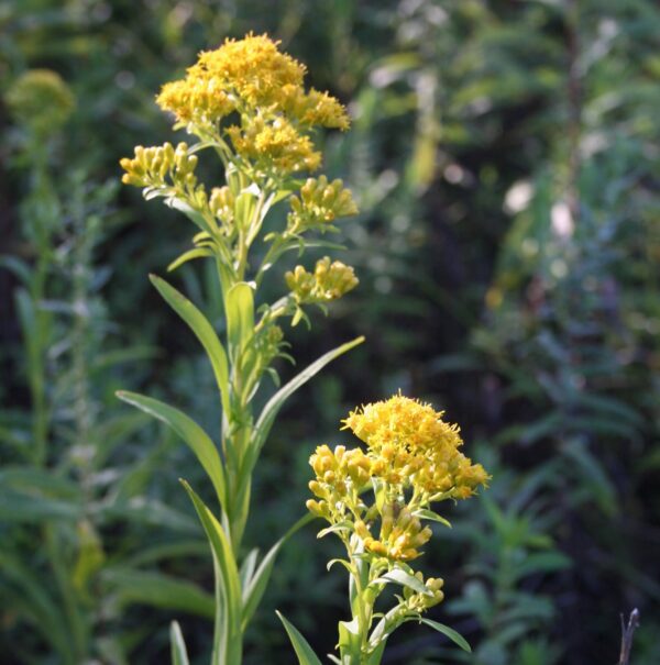 Riddell's goldenrod flowers