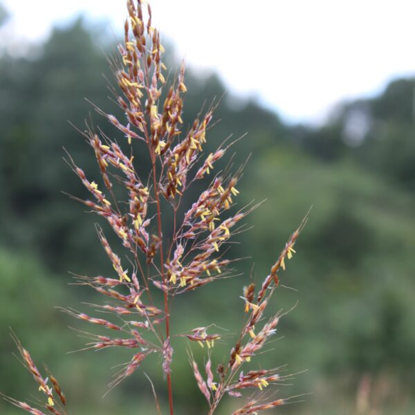 Indian Grass seed head