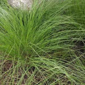 Tuft of prairie dropseed