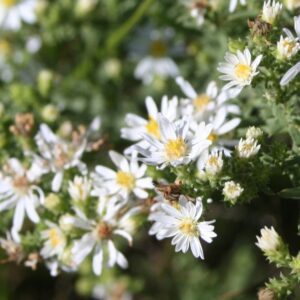 Heath Aster (Symphyotrichum ericoides) Six-pack