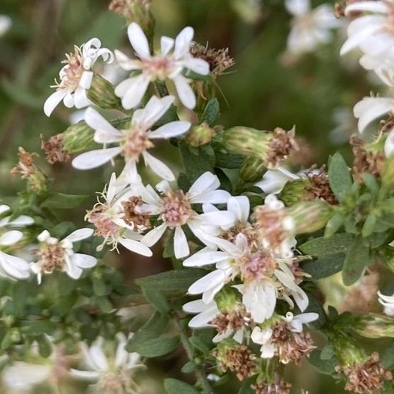 Calico Aster (Symphyotrichum lateriflorum)