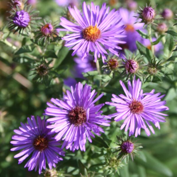 Purple New England Aster Blooms