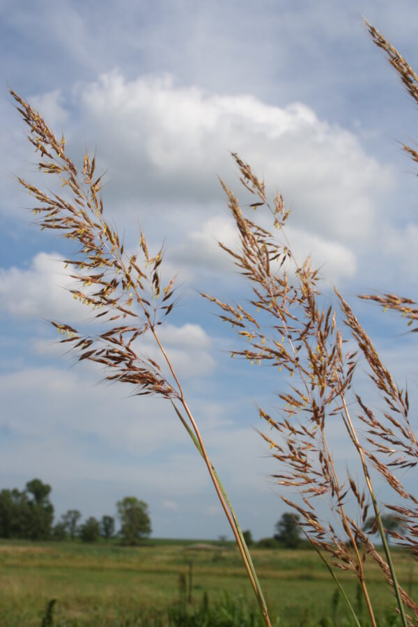 Indian Grass (Sorghastrum nutans) Six-pack - Image 2