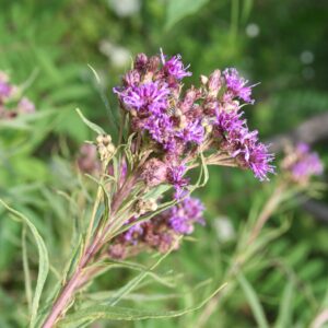 Purple Ironweed flowers with pollinators