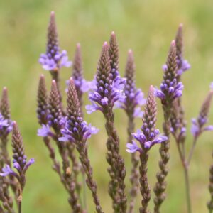 Blue vervain blooms