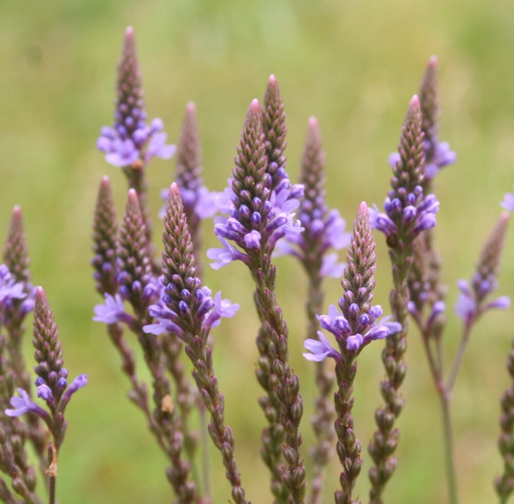 thumbnail image 2 of Little Seed Store 201+ Blue Vervain Seeds - Native Wildflower, Perennial Herb Tea, Drought Tolerant 2 of 6