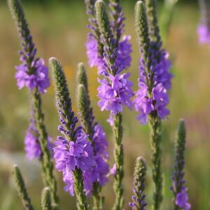 Purple Hoary Vervain blooms