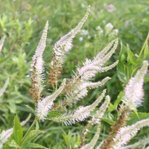 Culver's Root blooming on green background