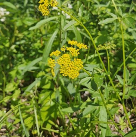 Heart-leaved Alexanders (Zizia aptera) Six-pack