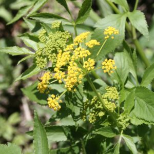 Yellow Golden Alexander Blooms with background of leafy green foliage