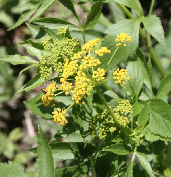 Yellow Golden Alexander Blooms with background of leafy green foliage