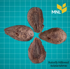 Butterfly Milkweed (Asclepias tuberosa) – Native Perennial for Monarch