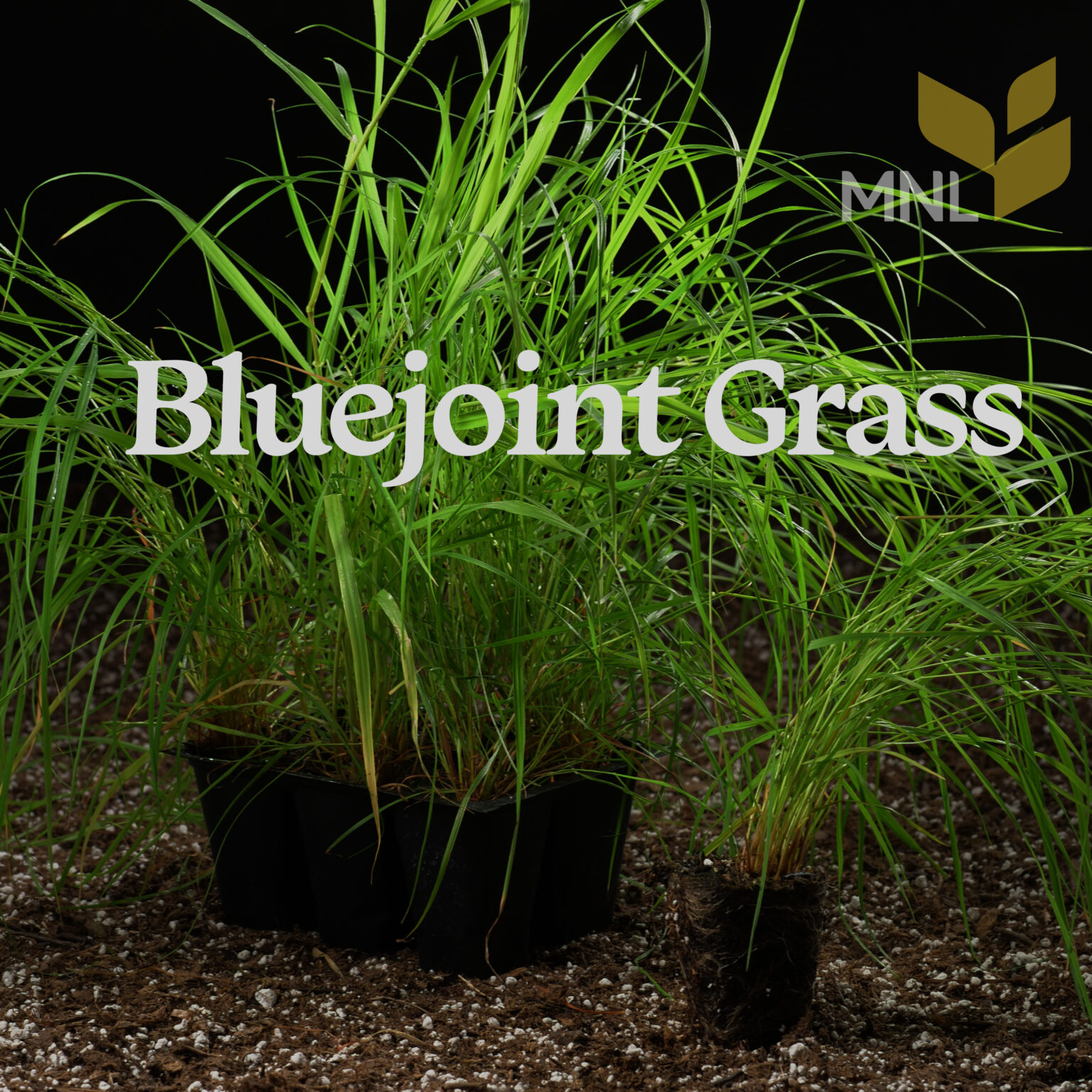 Blue-joint Grass (Calamagrostis canadensis)