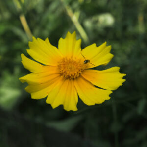 Lance-leaf Coreopsis (Coreopsis lanceolata) Six-pack