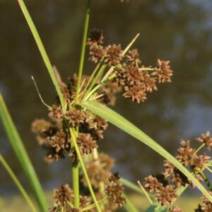 Green Bulrush (Scirpus atrovirens) Six-pack