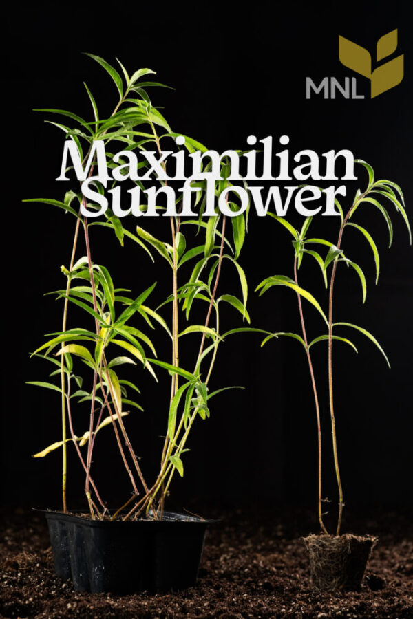 Maximilian Sunflower (Helianthus maximiliani) - Image 3