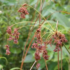 Woolgrass (Scirpus cyperinus) Six-pack
