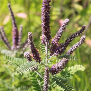 Purple Leadplant Flowers