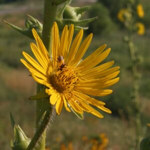 Close photo of compass plant with pollinator