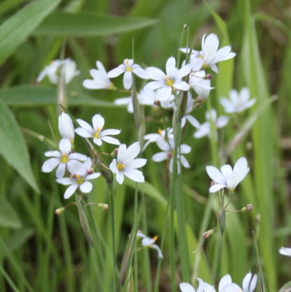 Pale Prairie Blue Eyed Grass blooms