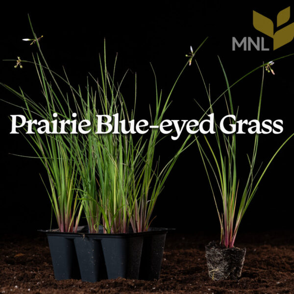 Prairie Blue-eyed Grass (Sisyrinchium campestre) Six-pack - Image 2