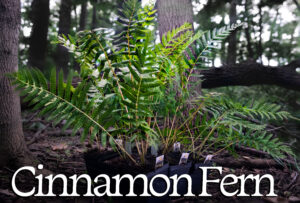 Cinnamon Fern Bundle in a woodland