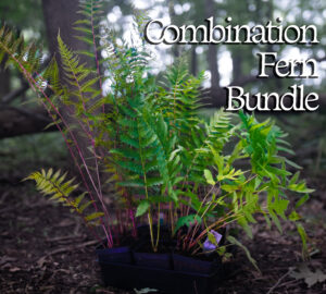 native fern bundle for sale in woodland