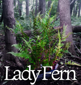 Lady Fern native bundle