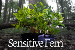 Sensitive Fern bundle in a woodland