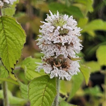 Hairy Wood Mint (Blephilia hirsuta) Six-pack
