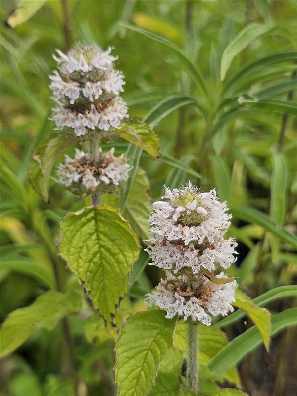 Hairy Wood Mint (Blephilia hirsuta) Six-pack - Image 3