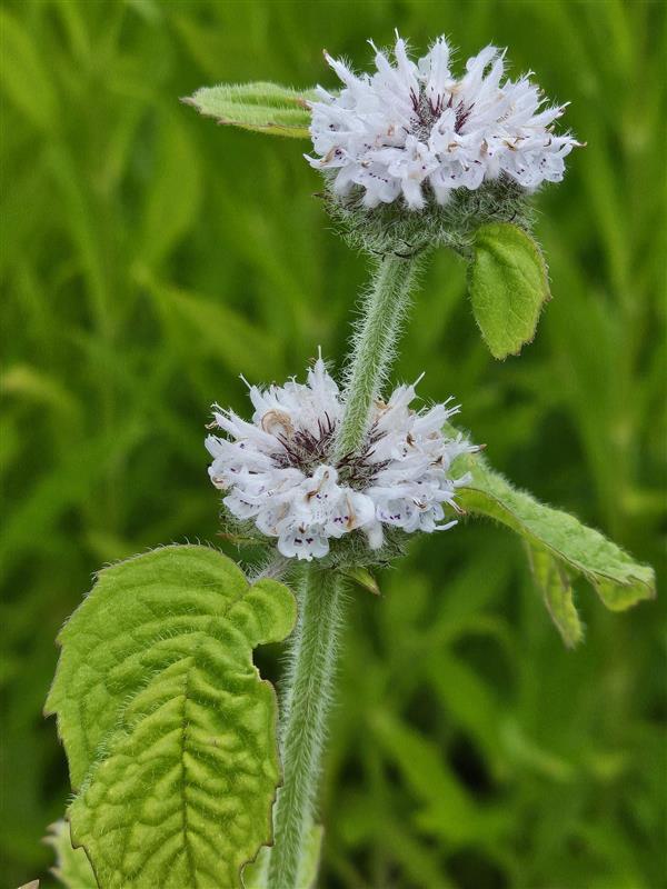 Hairy Wood Mint (Blephilia hirsuta) Six-pack - Image 2