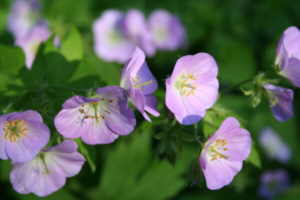 Wild Geranium (Geranium maculatum) Six-pack - Image 2