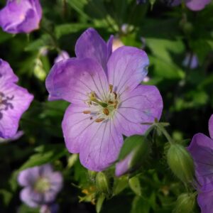 Wild Geranium Blooms