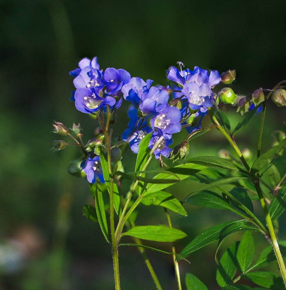 Jacob's Ladder (Polemonium reptans) Six-pack