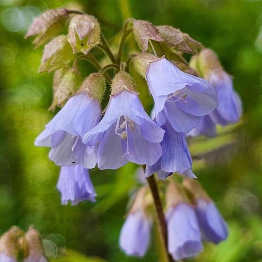 Jacob's Ladder (Polemonium reptans) Six-pack